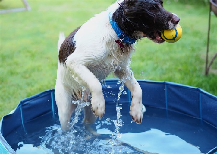 how to keep dog from drinking pool water